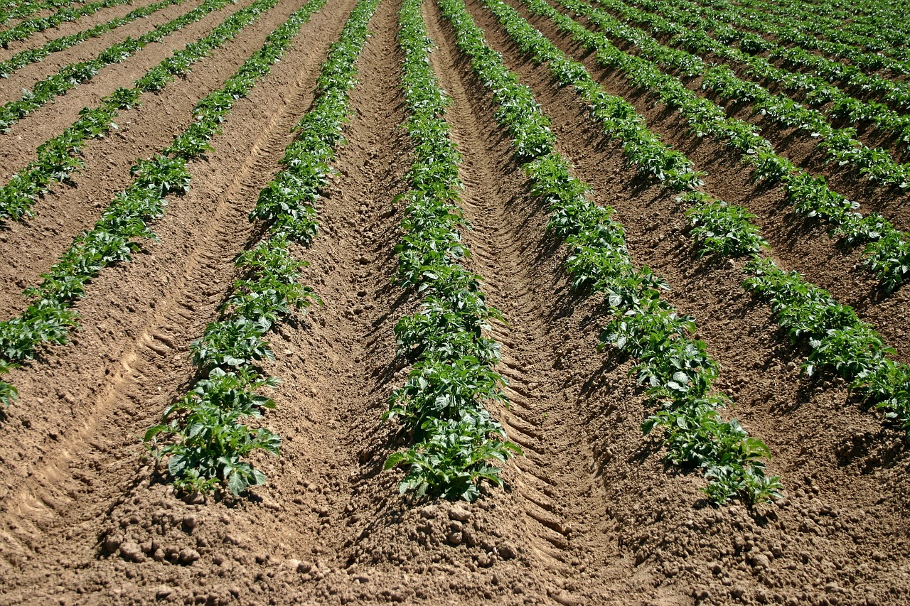 fields, field, potato-500343.jpg